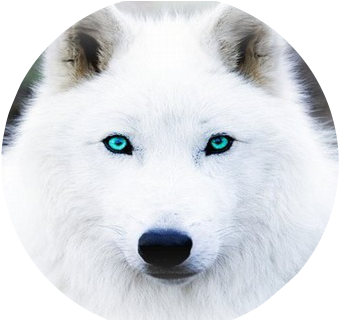 The White Wolf With Blue Eye S By - White Wolf With Aqua Eyes (480x320), Png Download