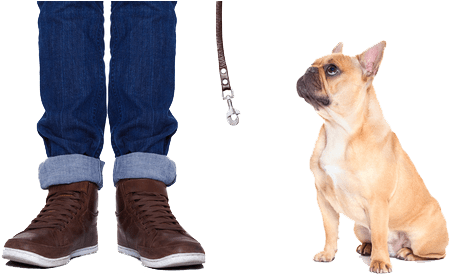 General Requirements - Pug Carlino Vs Bulldog Frances (495x274), Png Download