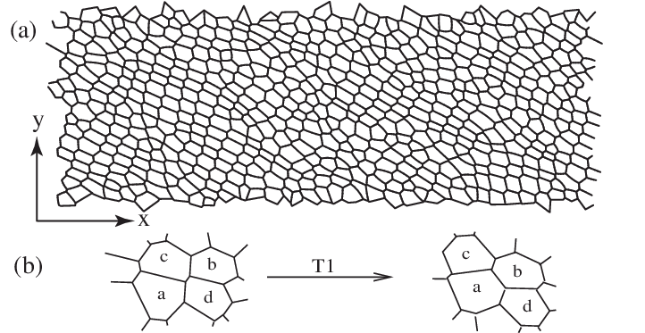 A) Snapshot Of A Simulated Foam With 16 × 48 Bubbles - Line Art (721x383), Png Download