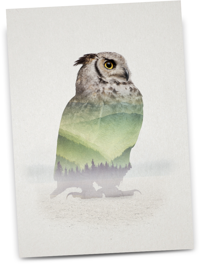 Shop Now - Great Horned Owl (856x1090), Png Download