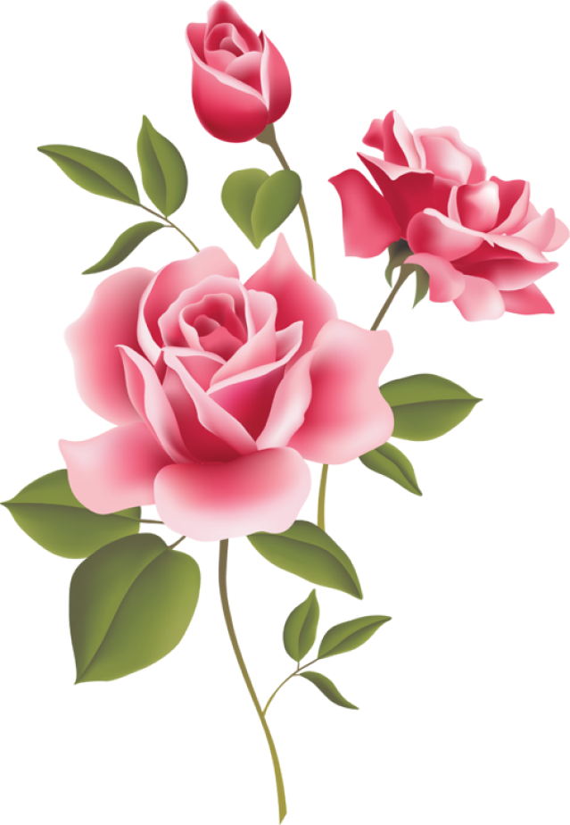 Pink Roses, A Wild Irish Rose Logo - Romantic Love Rose (519x750), Png Download