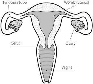 Ovary - Vagina Black And White (367x387), Png Download