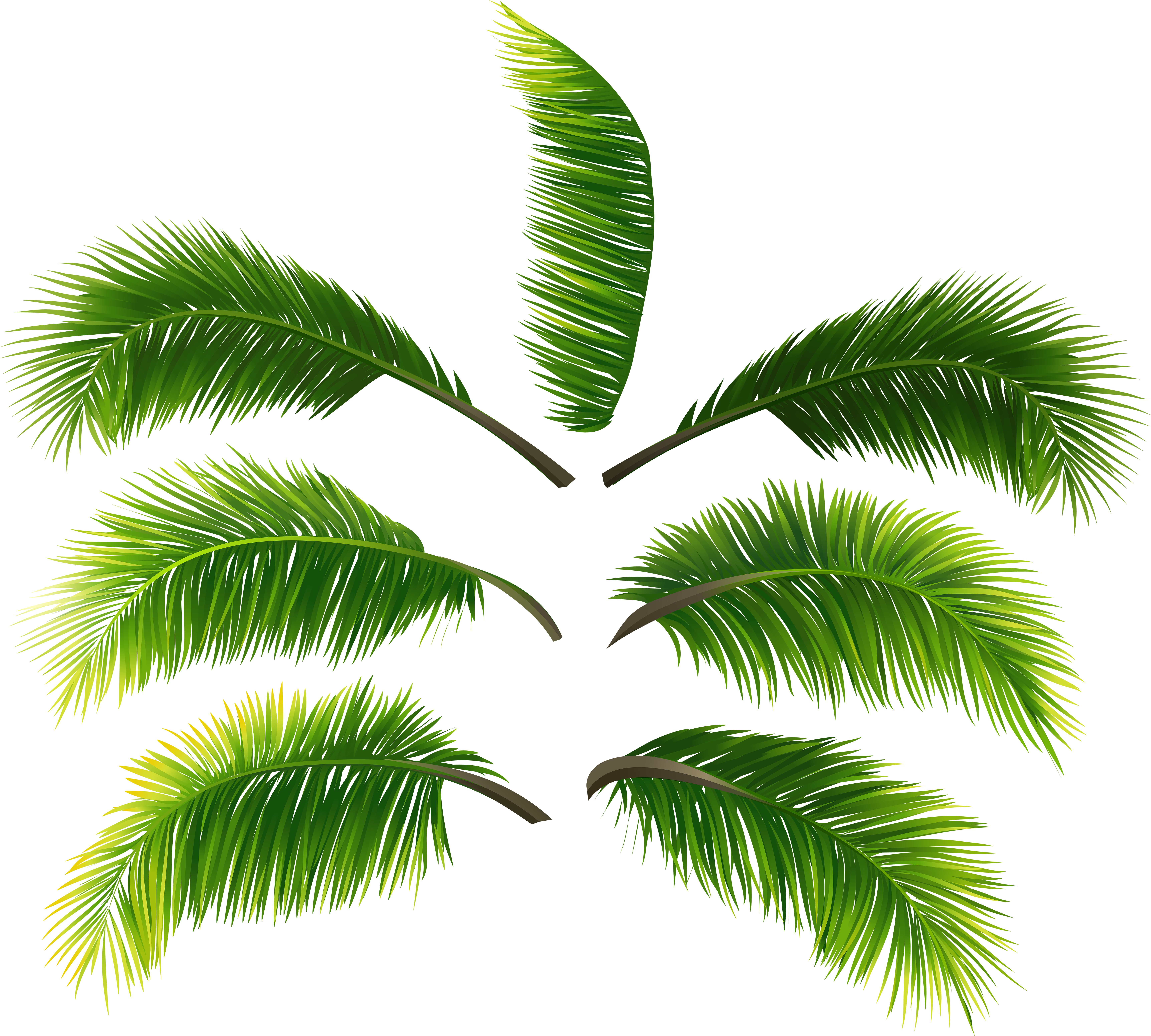 Palm Tree Leaves Png (7000x6300), Png Download