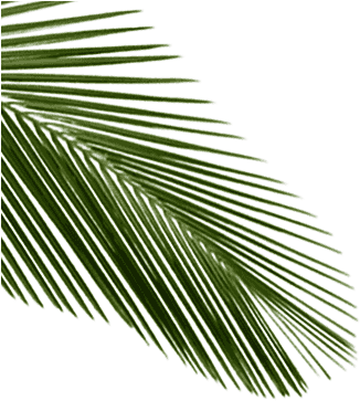Go To Image - Palm Leaf With Transparent (352x389), Png Download