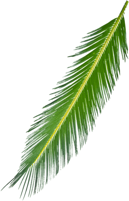 Palm Leaf (420x651), Png Download