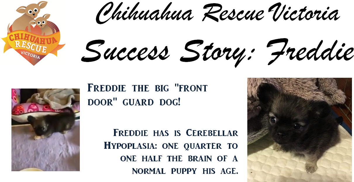 Freddie Has Cerebellar Hypoplasia, So He Will Stay - German Spitz Mittel (1258x660), Png Download