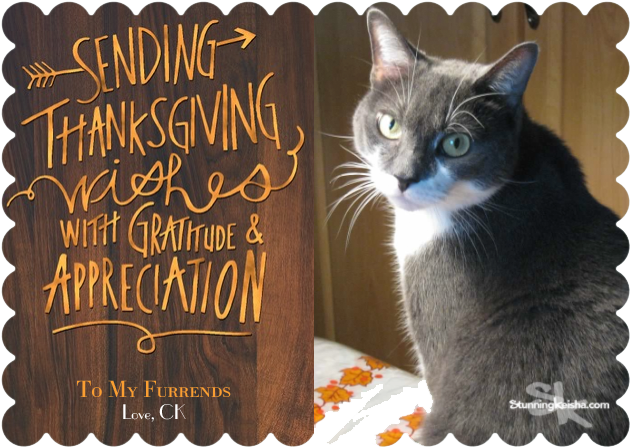 Happy Turkey Day - Domestic Short-haired Cat (664x468), Png Download