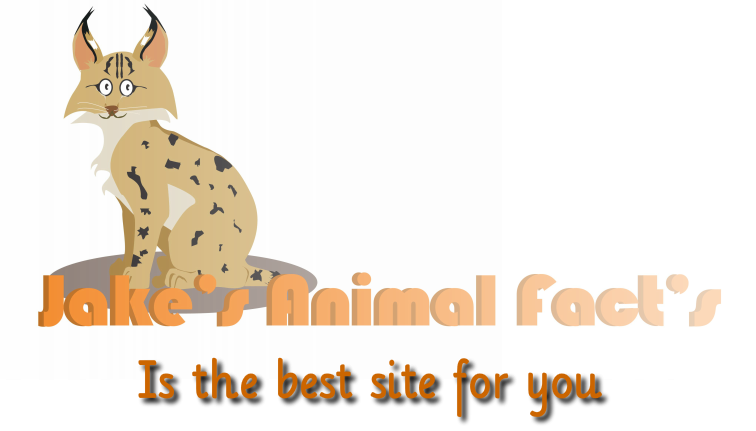 Animal Jam - Illustration (756x431), Png Download