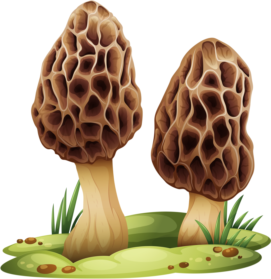 Hocus Pocus Mushroom Kit - Mushroom With Transparent Background (1024x958), Png Download