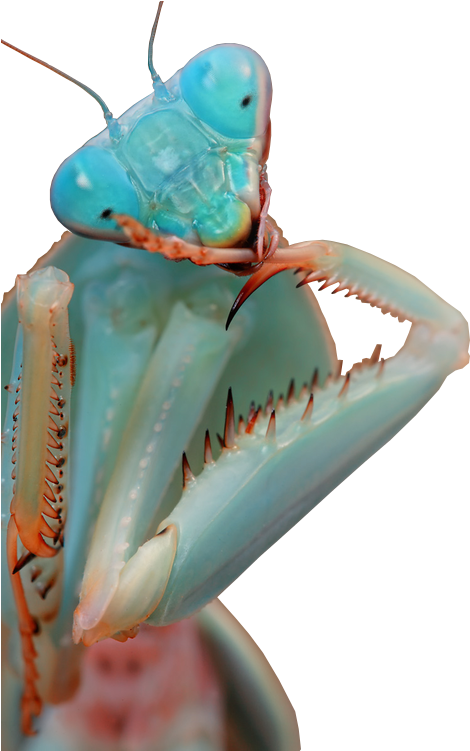 Pin By Tamarah Fiechter-watson On Bug Me - Blue Orchid Praying Mantis (500x750), Png Download