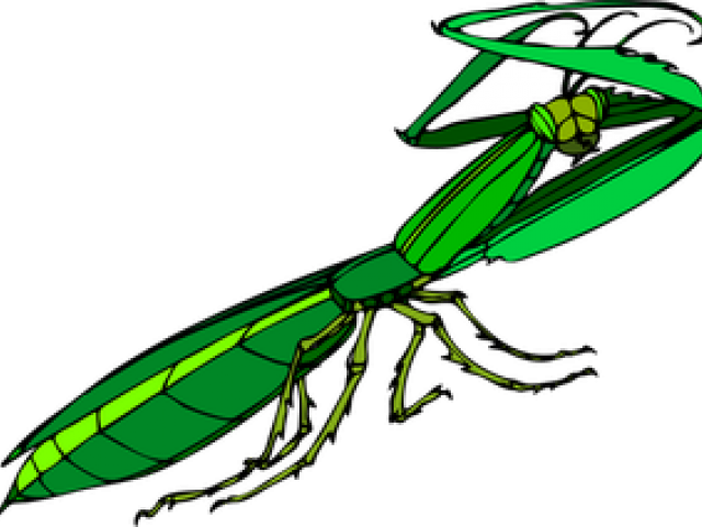 Mantis Religiosa Png (640x480), Png Download