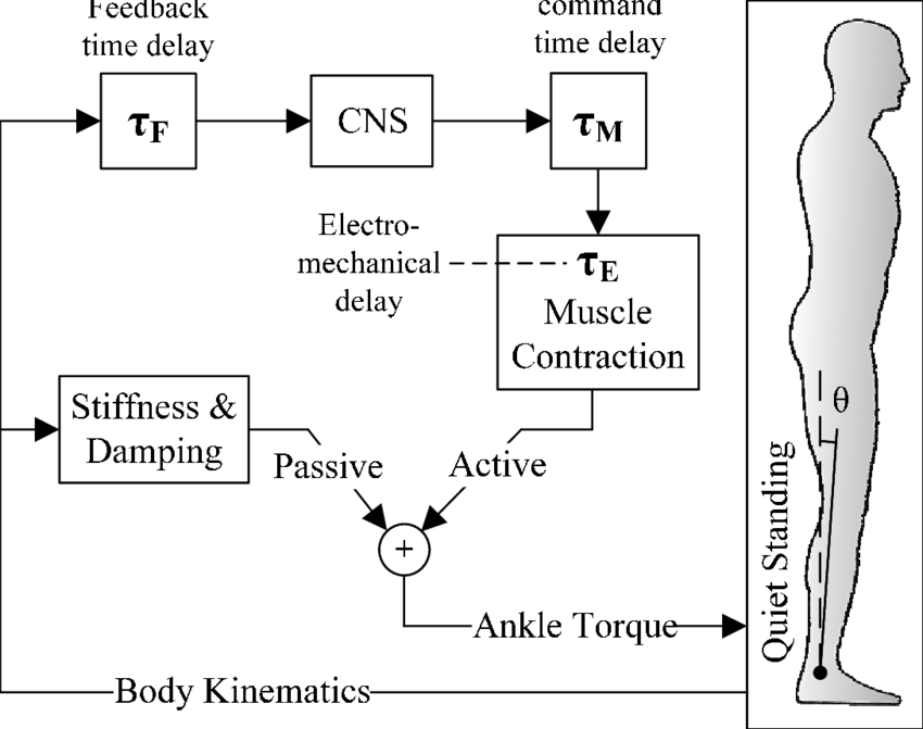 Neural-mechanical Control Concept Of Quiet Standing - Diagram (850x671), Png Download