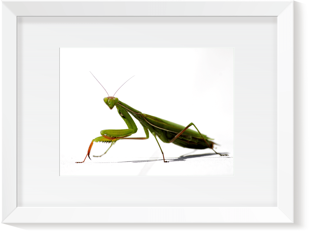 Boutique - Mantis - Cedric Darrigrand - Kreatox - Tirage - Grasshopper (1150x955), Png Download