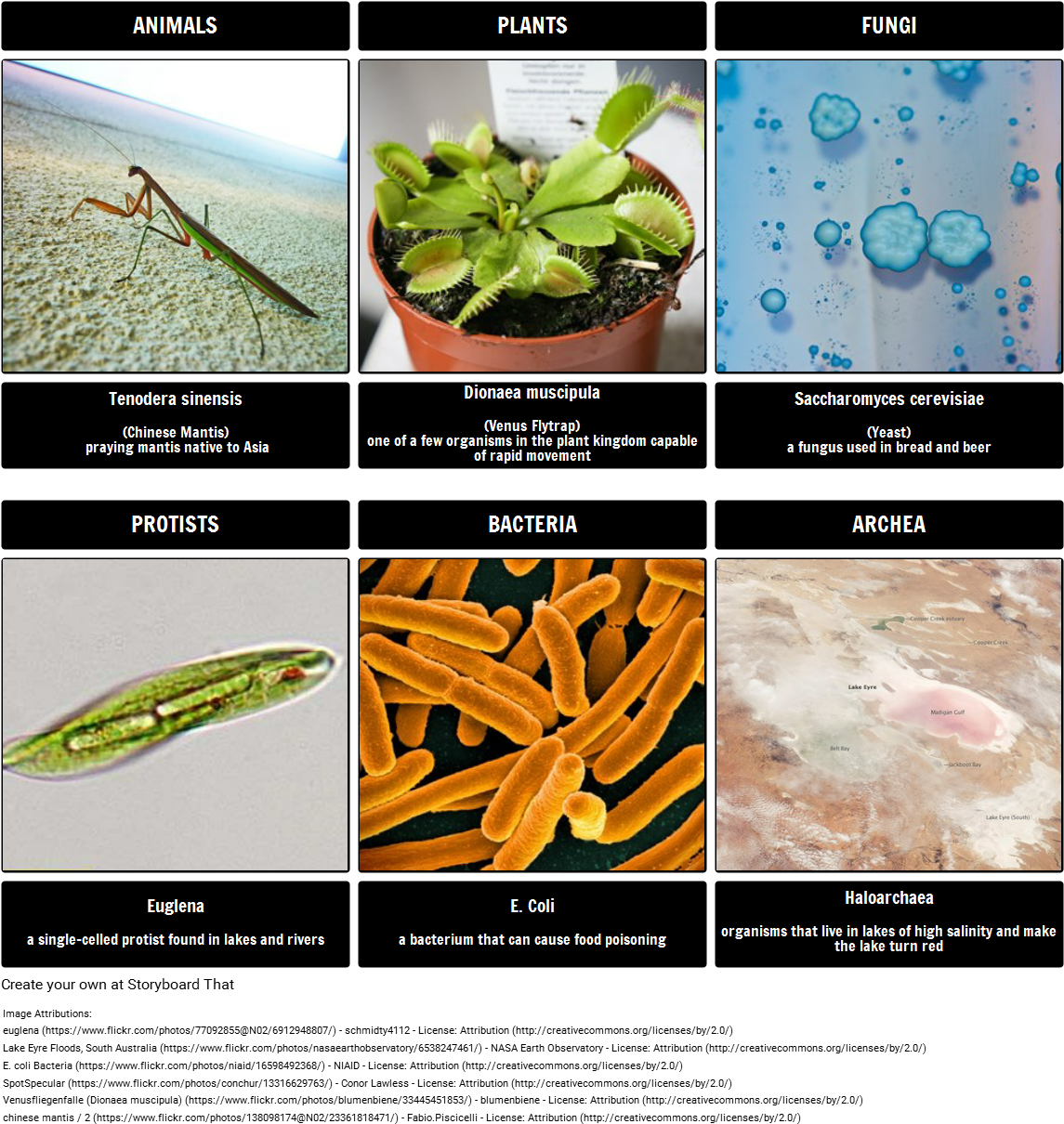 Kingdoms - Escherichia Coli (1164x1235), Png Download