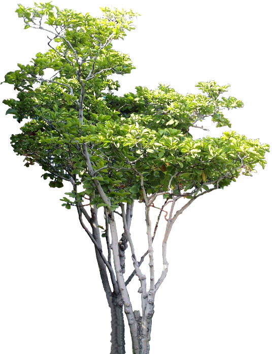 Small Tree Tree Psd, B Tree, Tree Photoshop, Tree Cut - Arboles Png Para Renders (567x709), Png Download