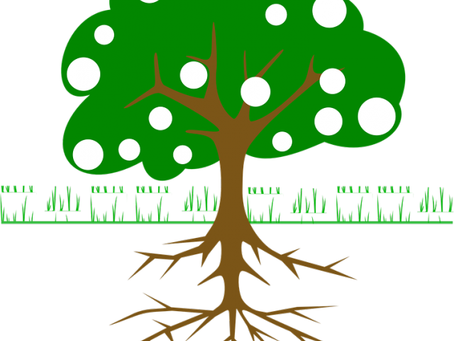 Mango Clipart Root - Tree Clip Art (640x480), Png Download