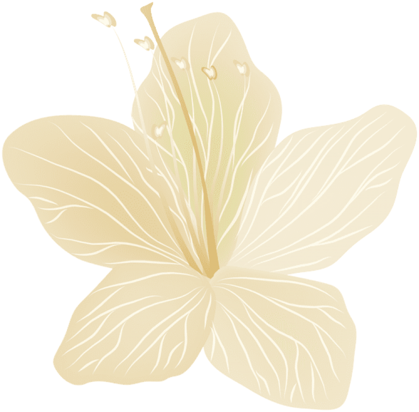 Free Png Download Flower Transparent Png Images Background - Chinese Hibiscus (850x835), Png Download