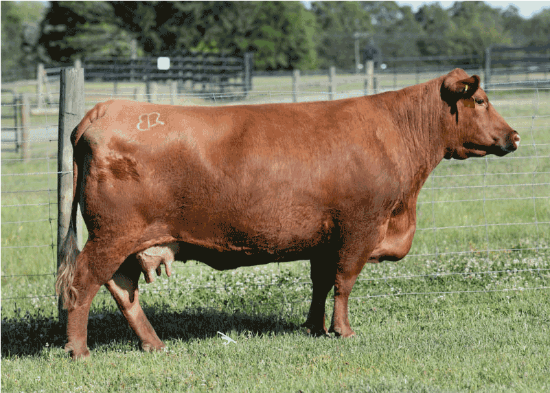 Brown - Dairy Cow (800x800), Png Download