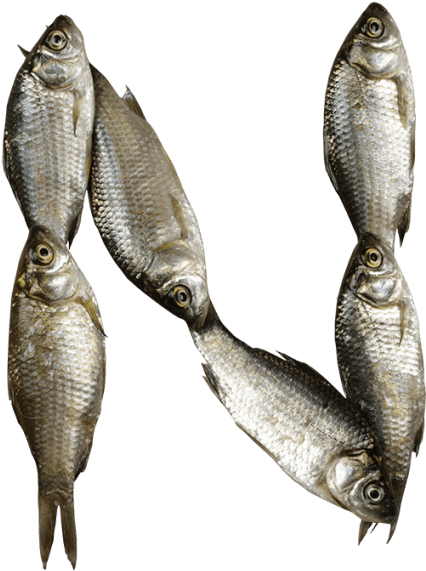 Fish Font - Fish Letter N (595x595), Png Download