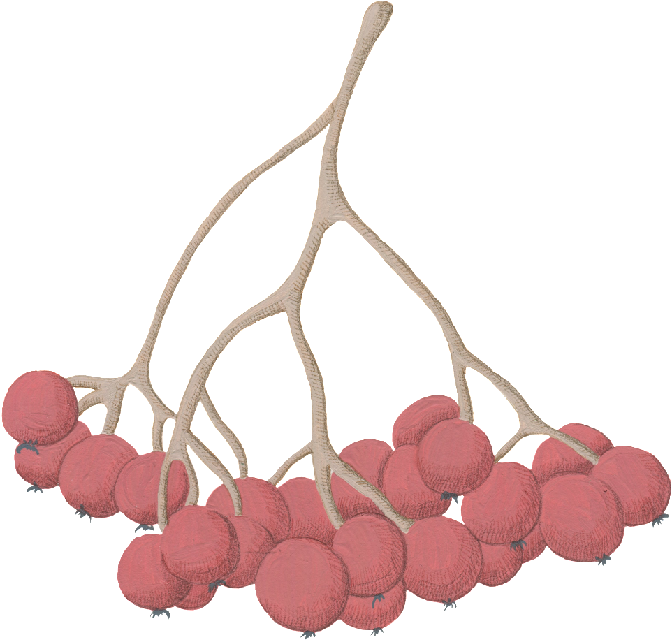Cartoon Hawthorn Png Images - Illustration (1024x977), Png Download