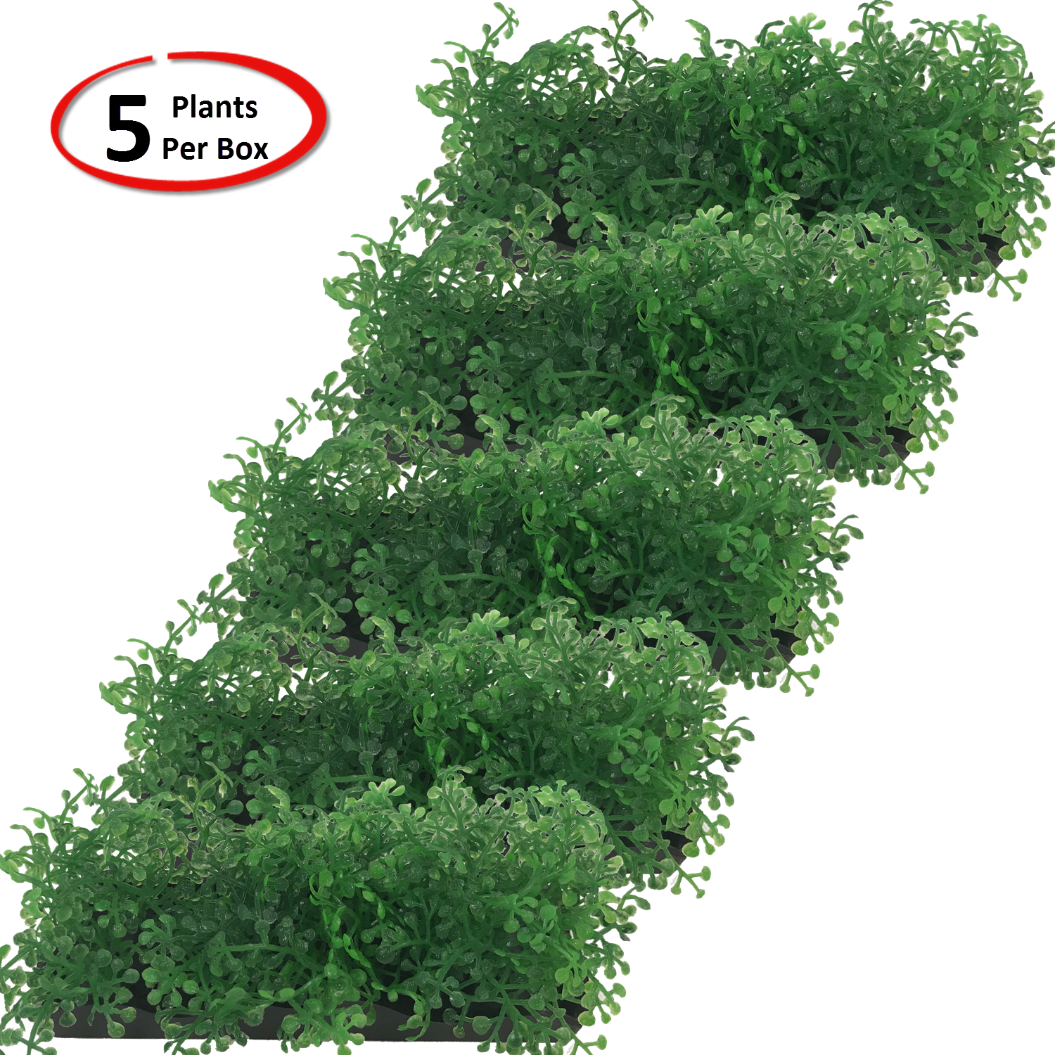 View Larger - Shortleaf Black Spruce (1500x1500), Png Download