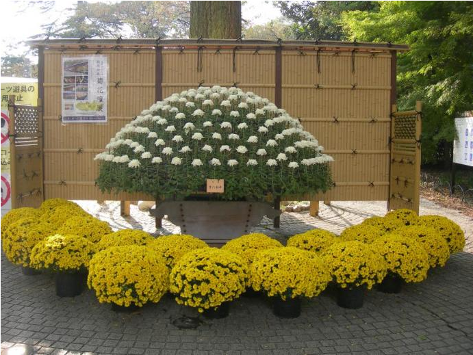 The Chrysanthemum Exhibition At The Shinjuku Gate - Chrysanths (1400x1100), Png Download
