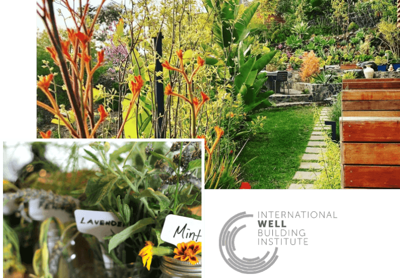 Moonlight Beach International Wellbeing Institute - Torch Lily (792x550), Png Download