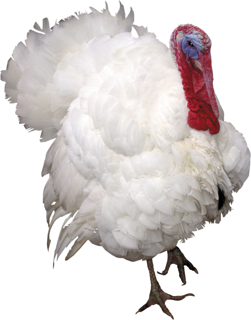 Turkey Bird Png, Download Png Image With Transparent - Индюк Png (800x1021), Png Download