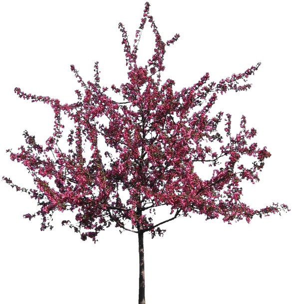 Tree Silhouette Cartoon Png (624x624), Png Download