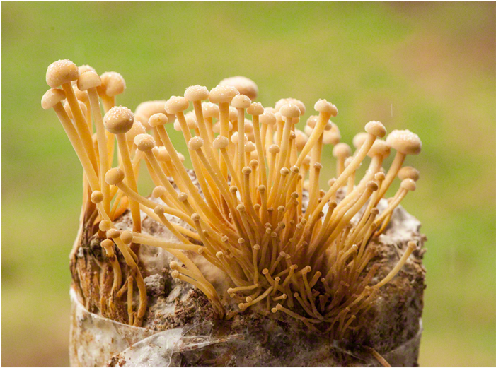 The Enokitake Patch Fungi (700x700), Png Download
