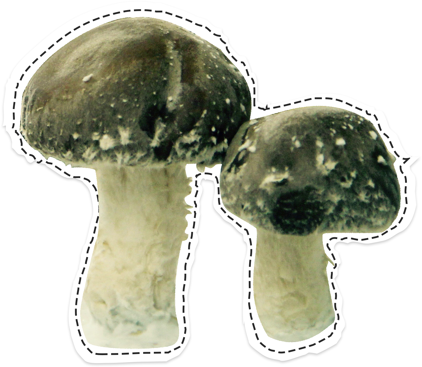 Shiitakés La Caverne (1587x1282), Png Download