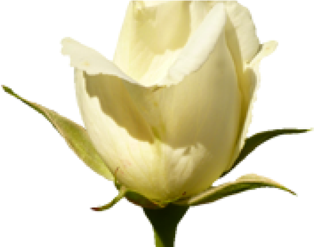Purple Rose Clipart Valentine Rose - Valentine Wishes With Rose (640x480), Png Download