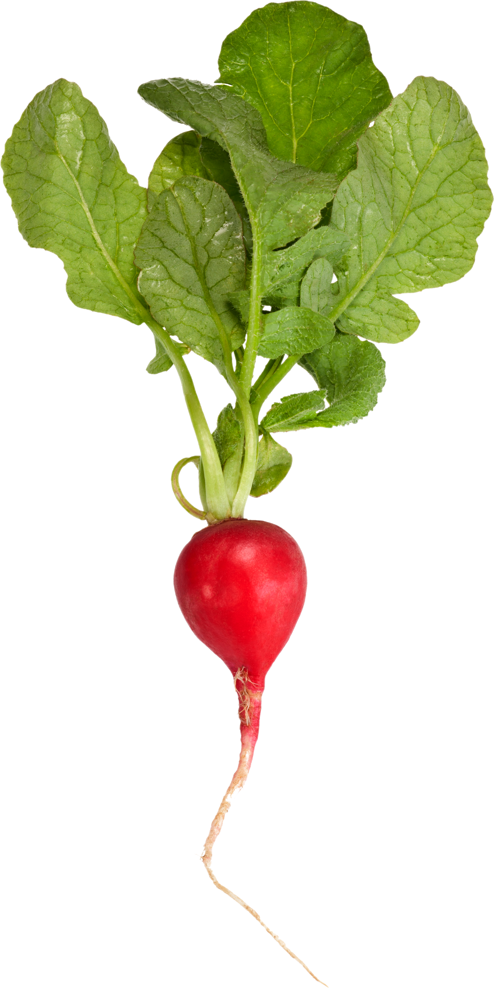 Radish - Daikon (2800x4200), Png Download