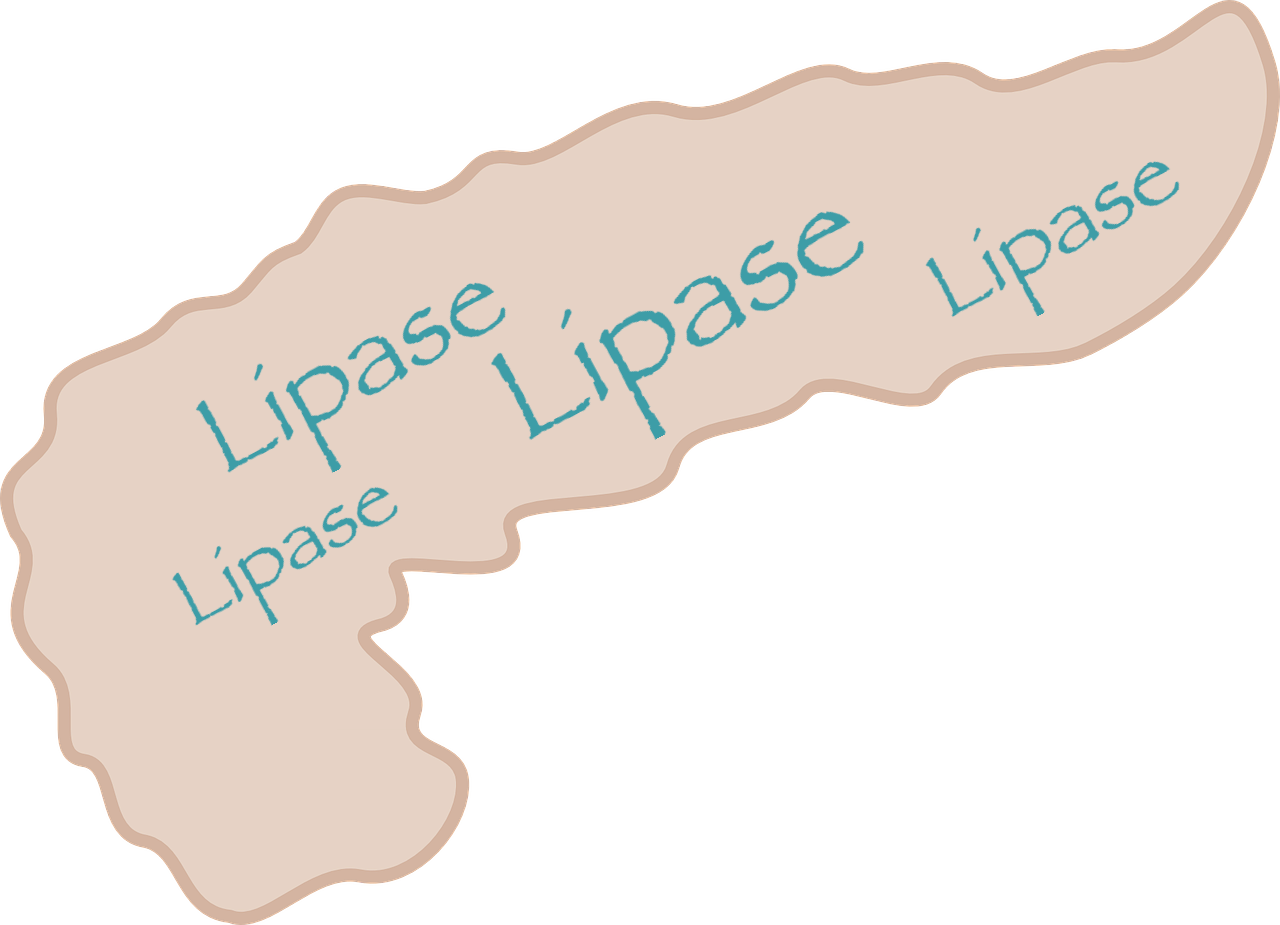 Saxenda/victoza, Lipase & Acute Pancreatitis (1280x925), Png Download