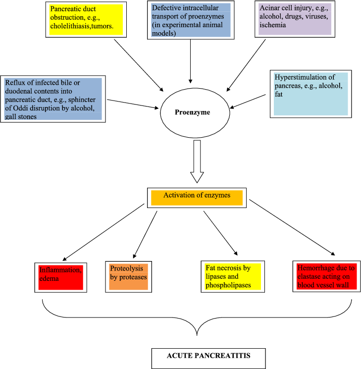 Diagram Of Mechanism Of Activation Of Pancreatic Enzymes - Diagram (729x745), Png Download