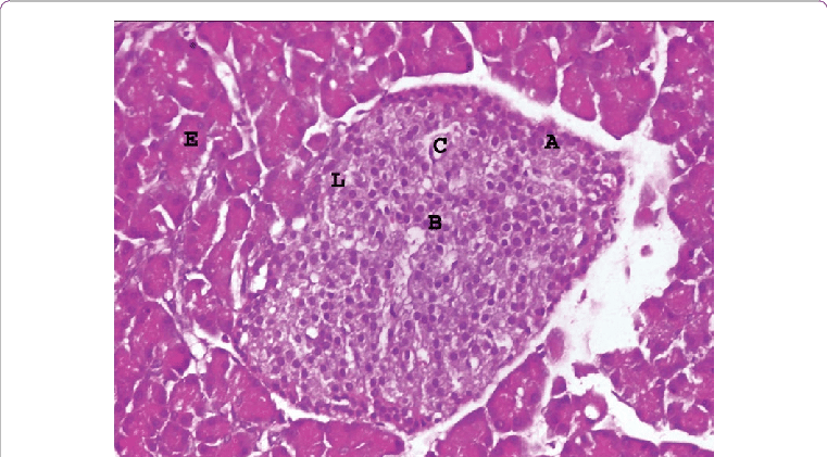 Light Microscopy Of The Pancreas Of Control Group Showing - Pancreas Light Microscopy (761x421), Png Download
