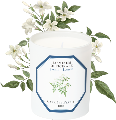 Jasmine - Gardenia (556x556), Png Download