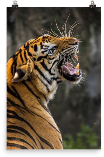 Tiger Roaring Photo Paper Poster - Dont Let Anyone Steal Your Confidence (600x600), Png Download