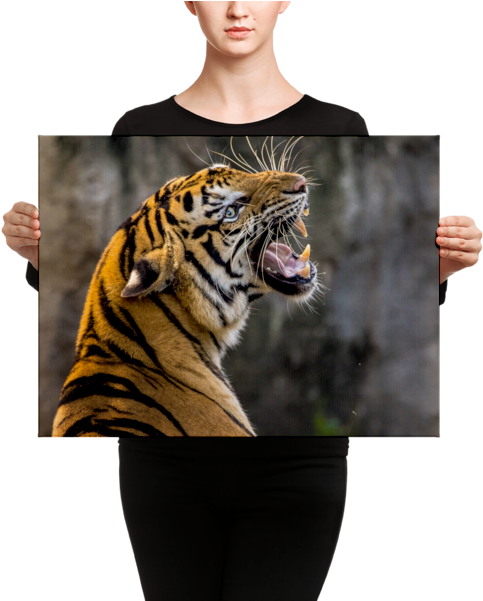 Tiger Roaring Canvas - Angry Villagers Run Tractor Over Tigress (600x600), Png Download