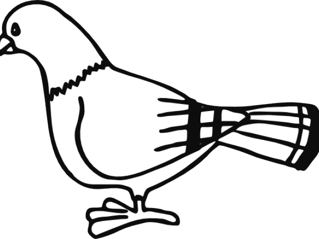 Pidgeons Clipart Bird Outline - Pigeon Clip Art (640x480), Png Download