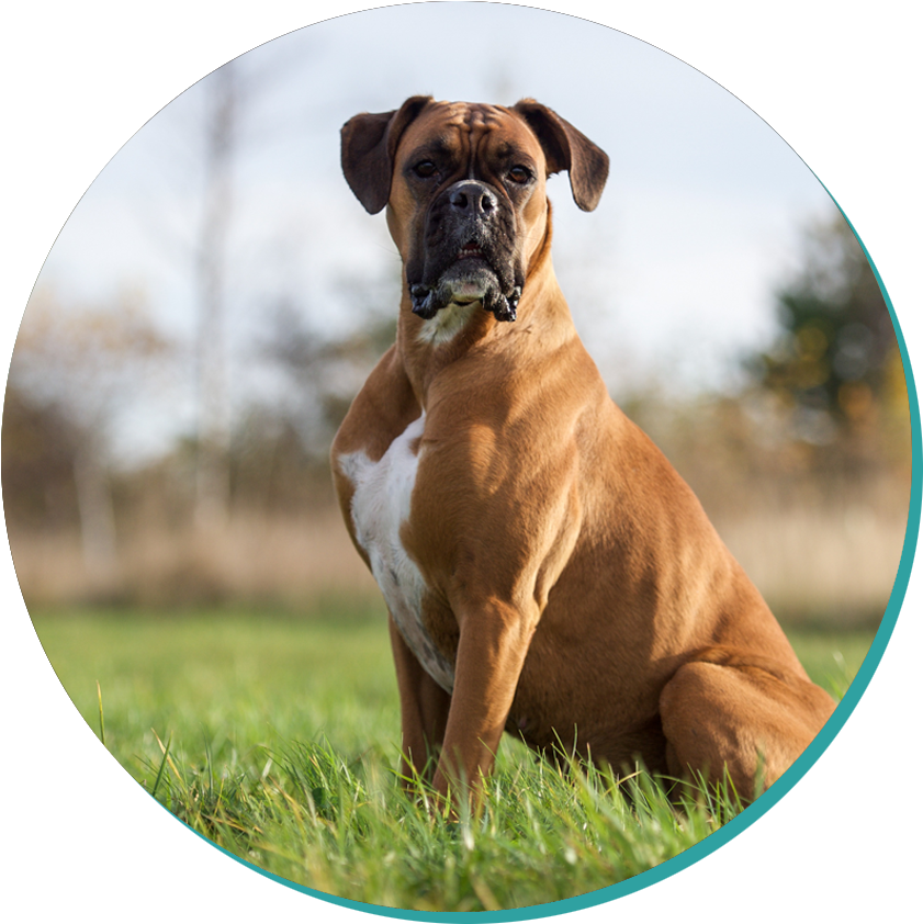 Boxer (942x980), Png Download