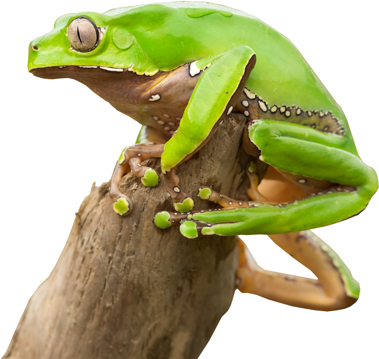 Kambo Is An Amazing Tool, But That Doesn't Mean It's - Barking Tree Frog (832x1000), Png Download