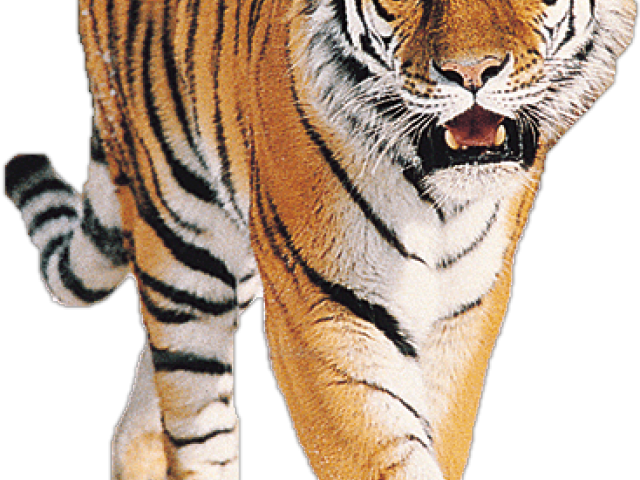 Tiger Png (640x480), Png Download
