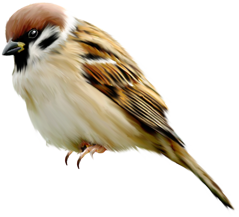 Download Sparrow Png 麻雀 Png Full Size Png Image Pngkit