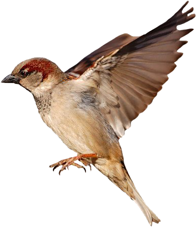 House Sparrow White Background (800x504), Png Download