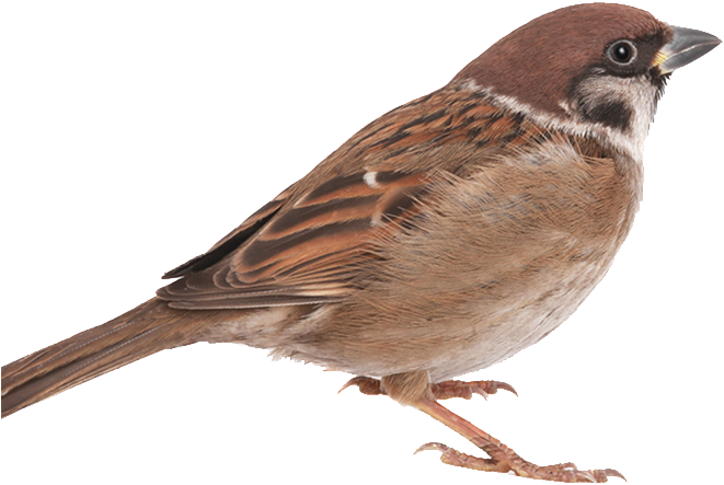 Types Of Sparrows - Sparrow Png (844x640), Png Download