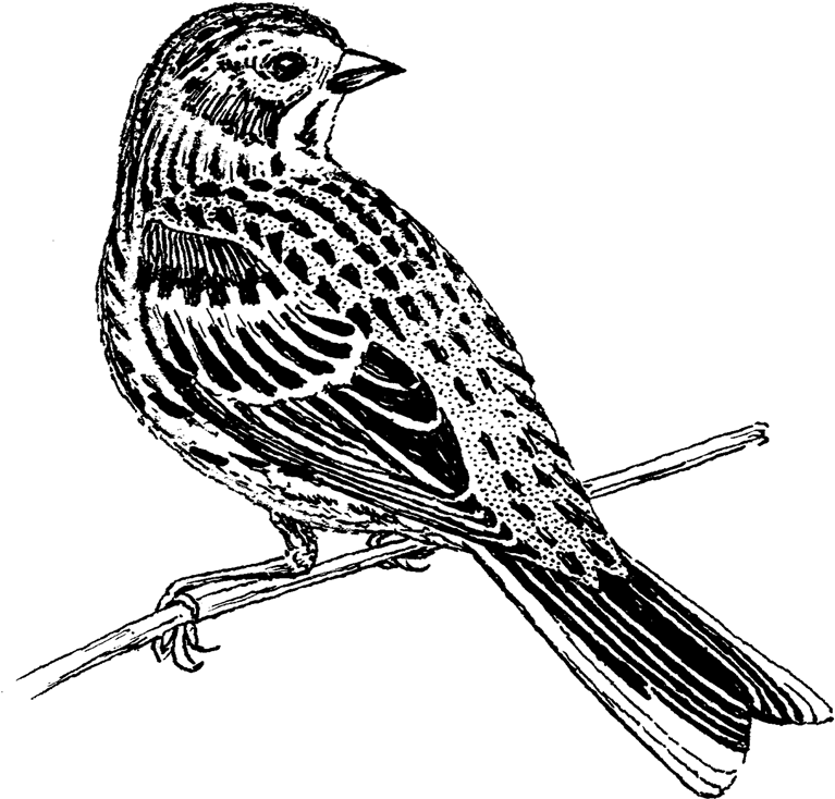 Vesper Sparrow Png Image - Emberizidae (960x768), Png Download
