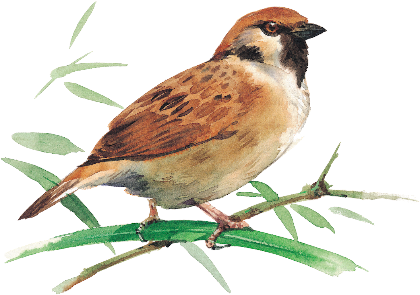 Sparrow Png Picture Clipart - Четвертый Лишний Зимующие Птицы (1600x1131), Png Download