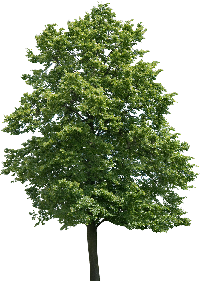 Landscape Materials, Landscape Elements, Architecture - Walnut Tree Png (670x943), Png Download