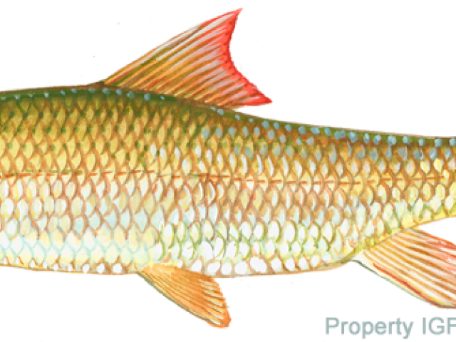 Red Sucker Fish - Classic Liner Lock Knives (640x480), Png Download